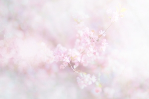 粉色 樱花背景 banner