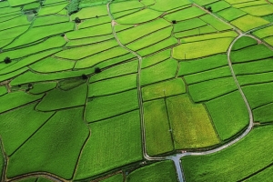 绿色稻田背景