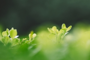 清新植物绿色背景图片