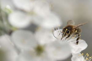 大黄蜂 花 花粉 白色 模糊 宏观 4k壁纸 3840x2160