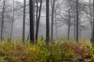 森林 树木 雾 自然 风景 4k壁纸 3840x2160