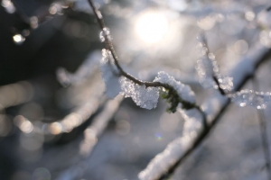 树枝 雪 树 冬天 模糊 宏观 4k壁纸 3840x2160