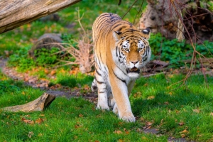 西伯利亚虎 老虎 捕食者 大猫 草 运动 4k壁纸 3840x2160