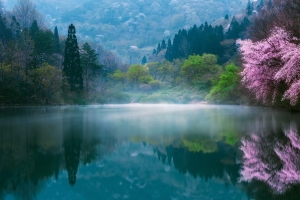 樱花 湖 树木 雾 美丽的春天风景图片