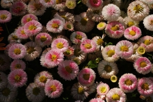 雏菊 花 植物 4k壁纸 3840x2160