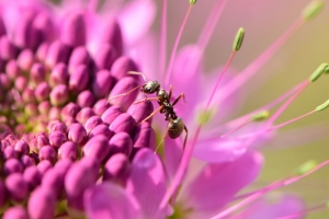 蚂蚁 昆虫 花 花瓣 宏观 4k壁纸 3840x2160