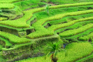 绿色梯田农业风景海报背景