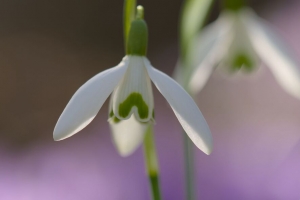 雪花莲 春天 花 花瓣 模糊壁纸 背景4k 3840x2160