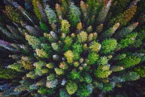 森林 顶视图 树木 俯视风景图片