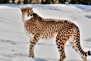 猎豹 动物 捕食者 大猫 雪 野生动物 4k壁纸 3840x2160