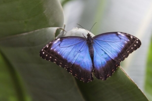  morpho peleides 蝴蝶 微距 蓝色 4k壁纸 3840x2160