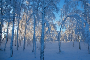 瑞典基律纳 日落之前 森林 雪 天然 蓝光 4K风景壁纸