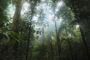 丛林 森林 树 绿色 自然 叶子 环境 茂盛 野生热带雨林风景壁纸