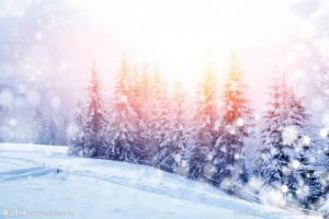 雪花阳光松树风景