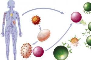 人体免疫系统