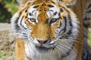 老虎 动物 大猫 捕食者 野生动物 4k壁纸 3840x2160