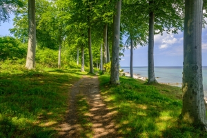 森林树木,路,海滩,湖泊,海边风景图片