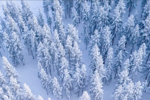 冬天雪景森林树木 鸟瞰风景4k手机壁纸图片