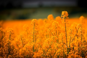 油菜花风景4k图片