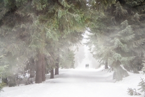 松林雪景浪漫恋人情侣风景图片