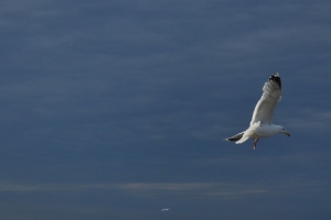 海鸥 鸟 翅膀 飞行 波浪 4k壁纸 3840x2160