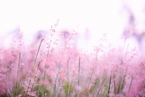 风景花花卉草地山水画彩色花朵