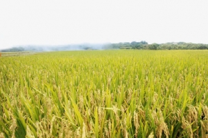 丰收的稻谷