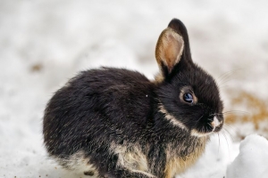 兔子 耳朵 可爱 雪 4k壁纸 3840x2160