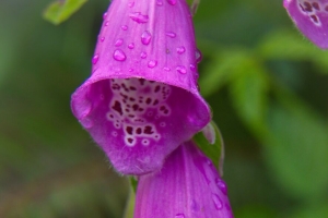 狐狸手套 花 滴 雨 宏观 4k壁纸 3840x2160