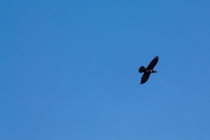 乌鸦 翅膀 飞行 天空 极简主义 4k壁纸 3840x2160