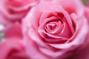 粉红色的玫瑰花4k高清图片