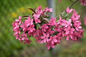 苹果树 花朵 花瓣 粉红色 春天 绽放 4k壁纸 3840x2160