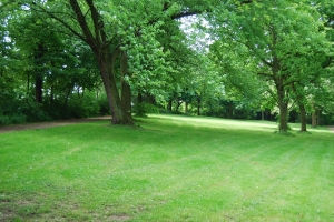公园的绿色草坪树林风景图片