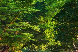 布兰福德路风景高清手机壁纸1080x1920