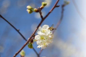 春天樱花摄影背景设计元素之十六