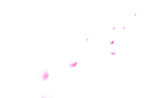 白色花朵牛奶花瓣