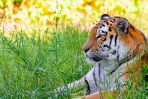 西伯利亚虎 老虎 捕食者 大猫 草 野生 4k壁纸 3840x2160