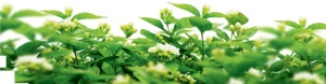 绿叶花朵花丛装饰