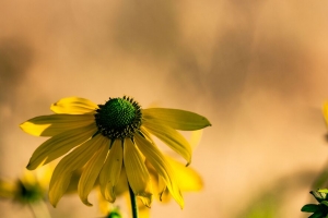  rudbeckia 花 花瓣 宏观 4k壁纸 3840x2160