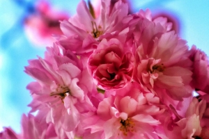 花朵 花瓣 春天 绽放 粉红色 4k壁纸 3840x2160