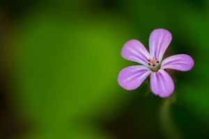 花 紫色 花瓣 宏观 4k壁纸 3840x2160