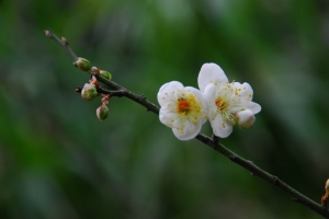 白色的梅花摄影图片