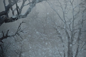 梦幻干枯树木雪花