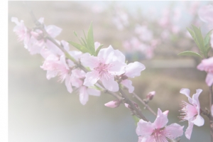 春天 草地 桃花 梨花 渐变透明元素39