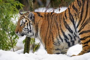 老虎 动物 捕食者 大猫 雪 野生动物 4k壁纸 3840x2160