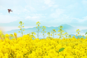 油菜花旅游海报背景