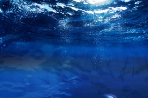 海底世界海族馆捕鱼达人海报背景素材