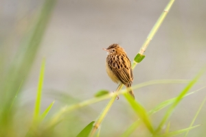  zitting cisticola 鸟 草 模糊 4k壁纸 3840x2160