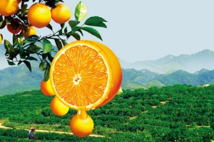 水果脐橙淘宝背景