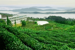 茶叶茶园风景绿色海报背景